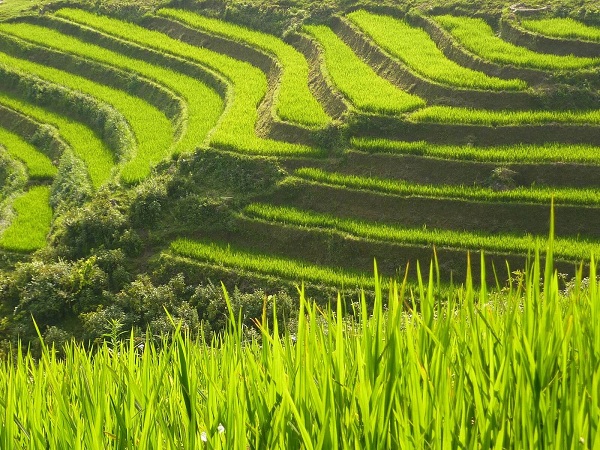 Les Rizières en terrasses de Hoang Su Phi reconnues comme patrimoine national